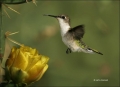 Ruby-throated-Hummingbird;Hummingbird;Archilochus-colubris;flying-bird;one-anim